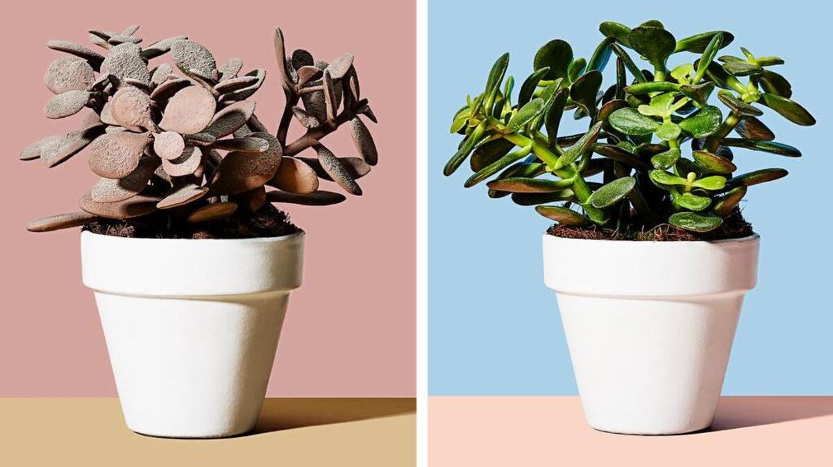 At left: Grime gives plants grief, too. Even a thin layer can block sunlight and slow leaves from making the energy they need to stay healthy. At right: Aah! These leaves are green and healthy.