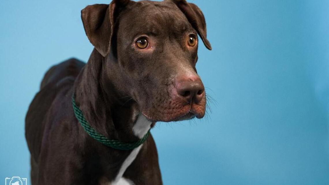 Adopt me! Meet Zay Zay