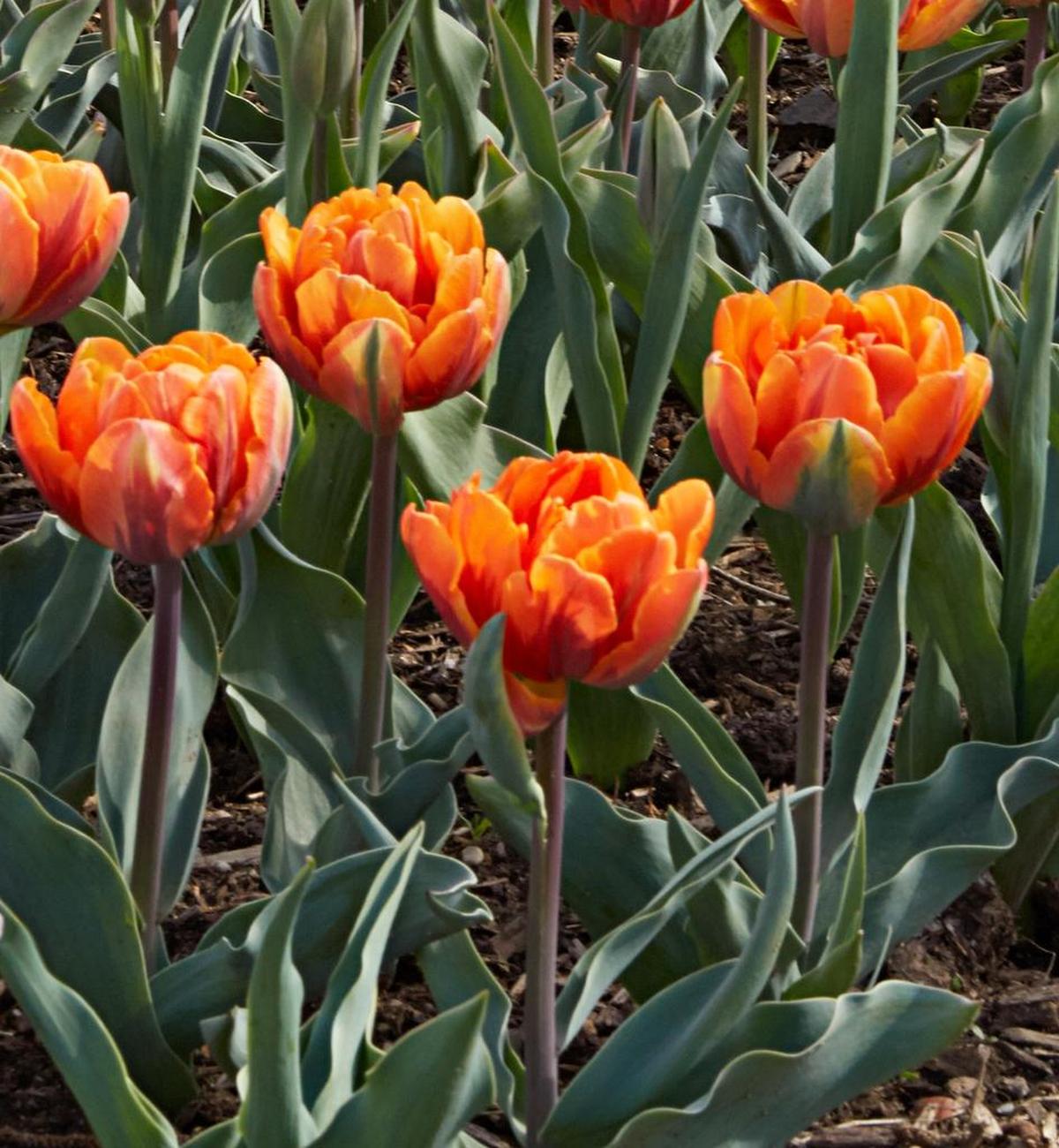 “Orange Princess” tulips look like peonies.