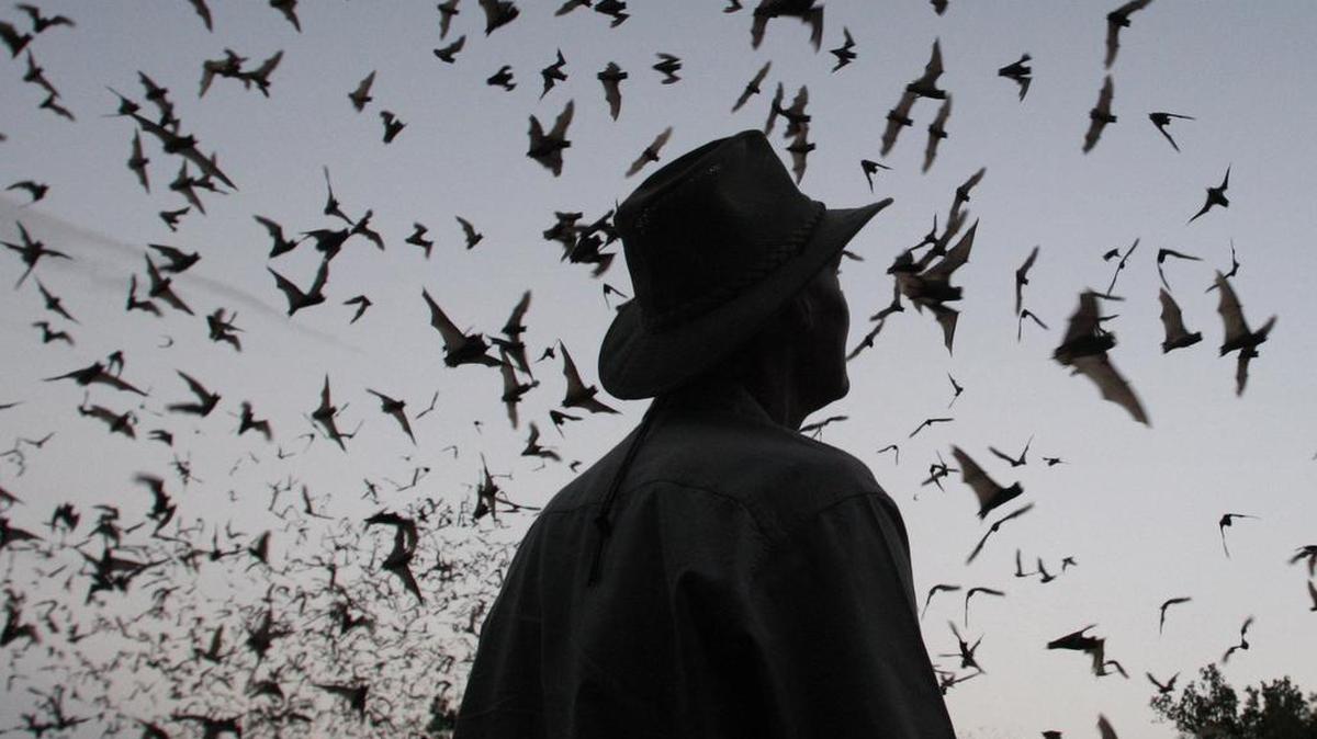 Learn about bats at a talk Tuesday night in Arlington.