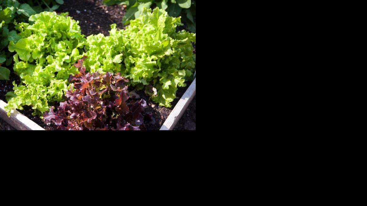 Keep in mind that leaf lettuce matures quickly.