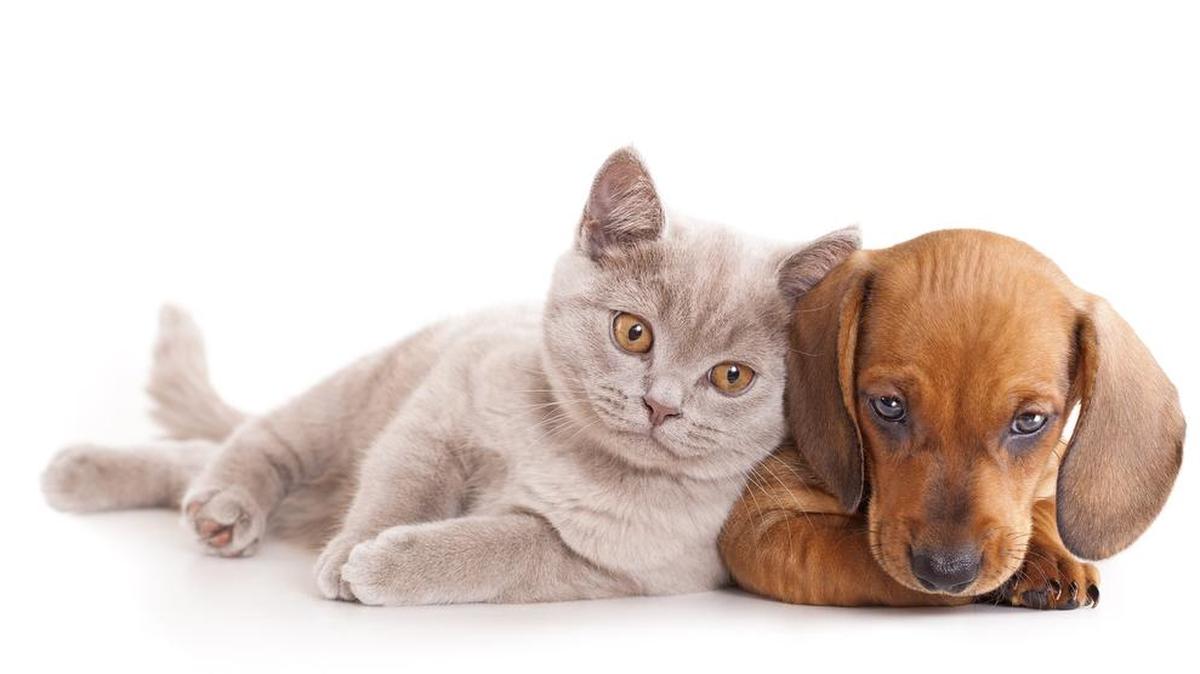 Kitten, cats, puppies and dogs can benefit from a foster network.