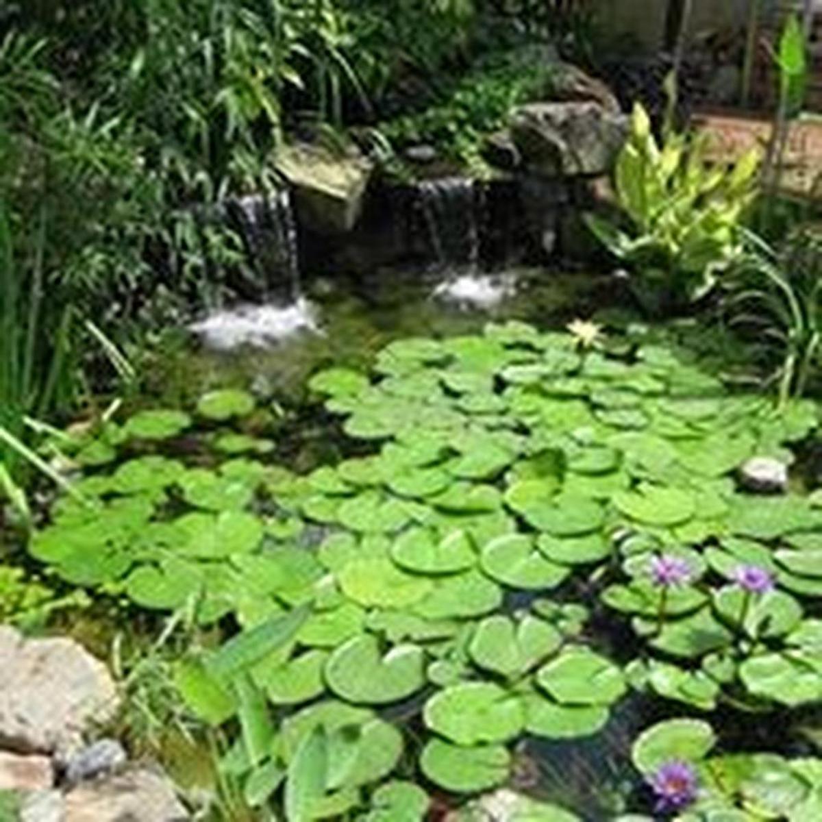 Tour of Ponds