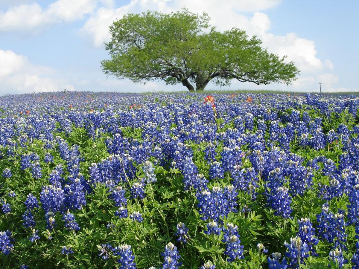 Ennis Bluebonnet Trails Festival