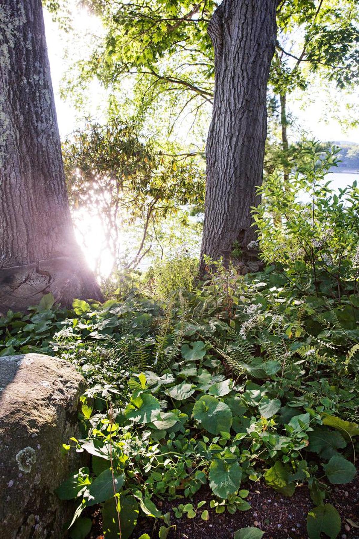 What a stunningly beautiful and eco-friendly way to keep pollutants from the lake that Jedlicka has come to love.