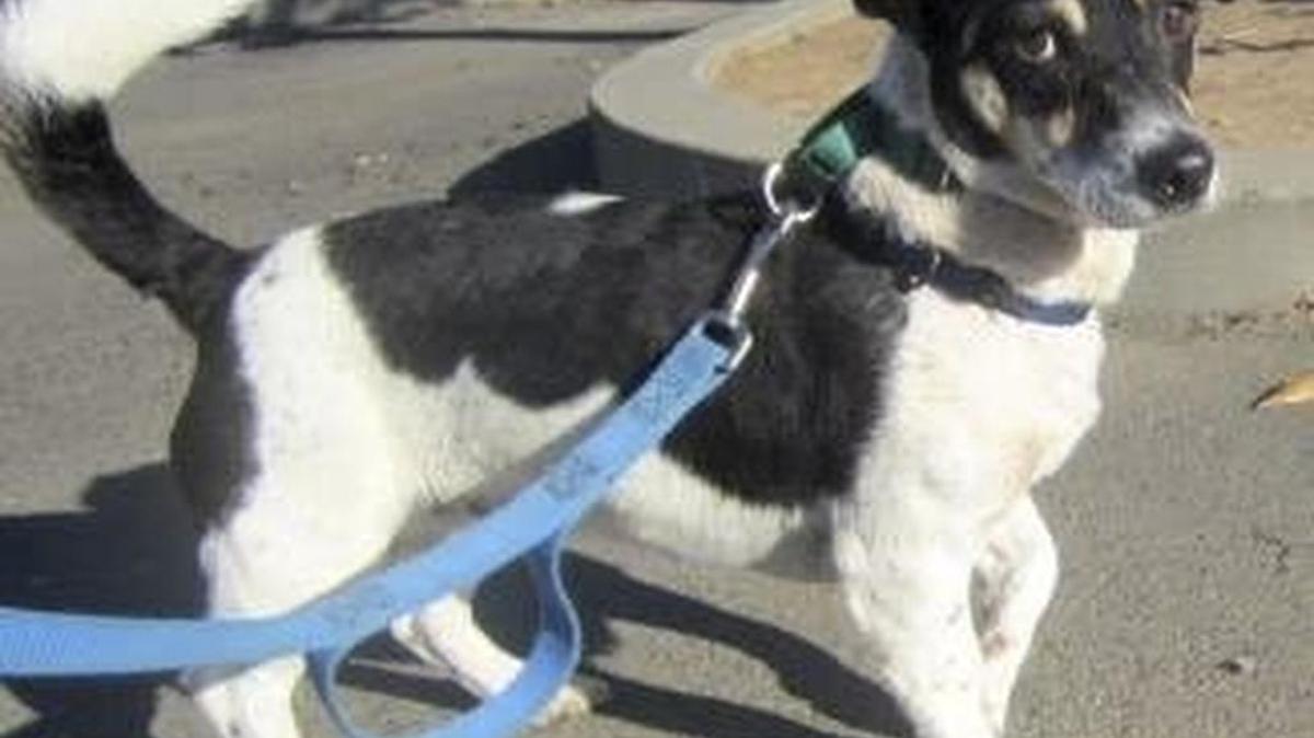 Leashes are for controlling where dogs go, including neighbors’ yards.