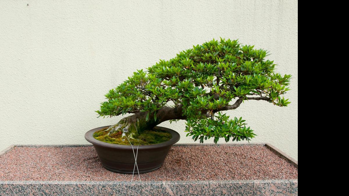 Bonsai trees will be on show and for sale Saturday in Fort Worth.