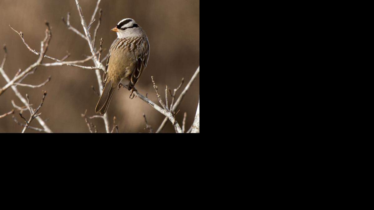 
Hikes are good for bird-spotting.

