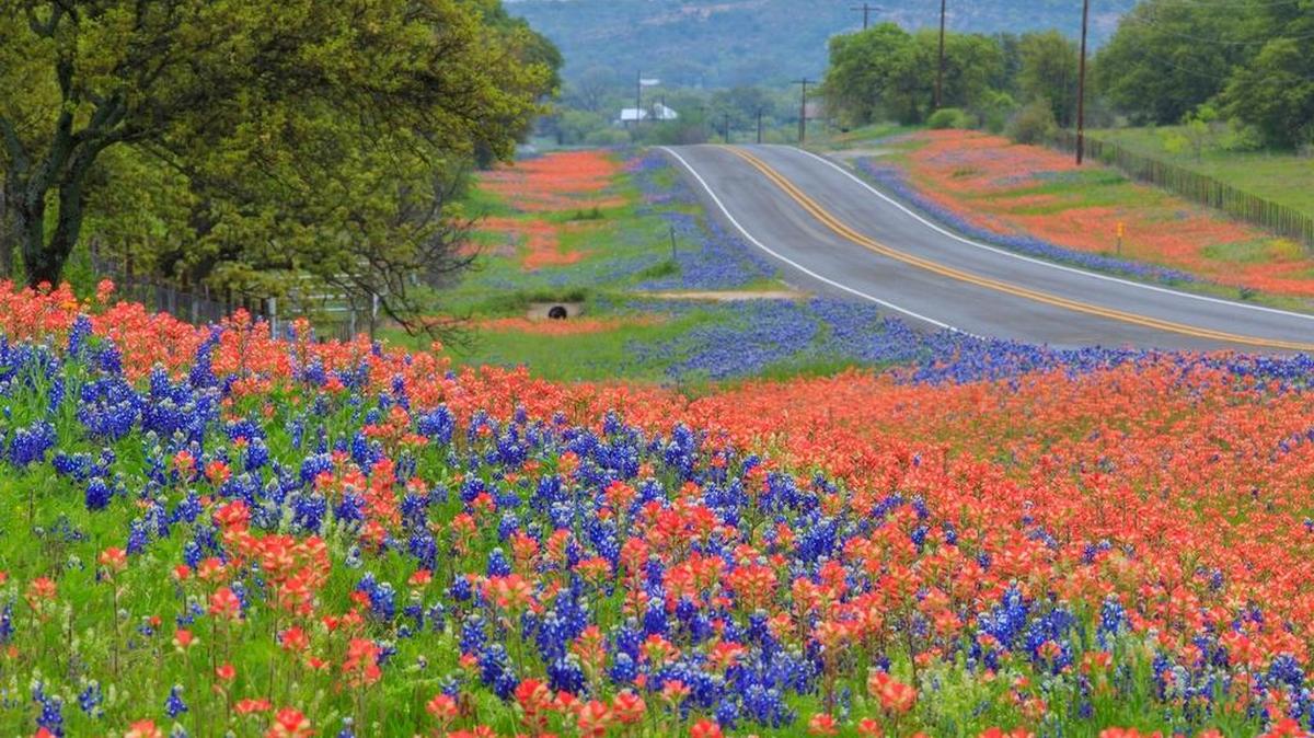 Bluebonnets and wildflowers found 10 miles north of Llano on Highway 16.