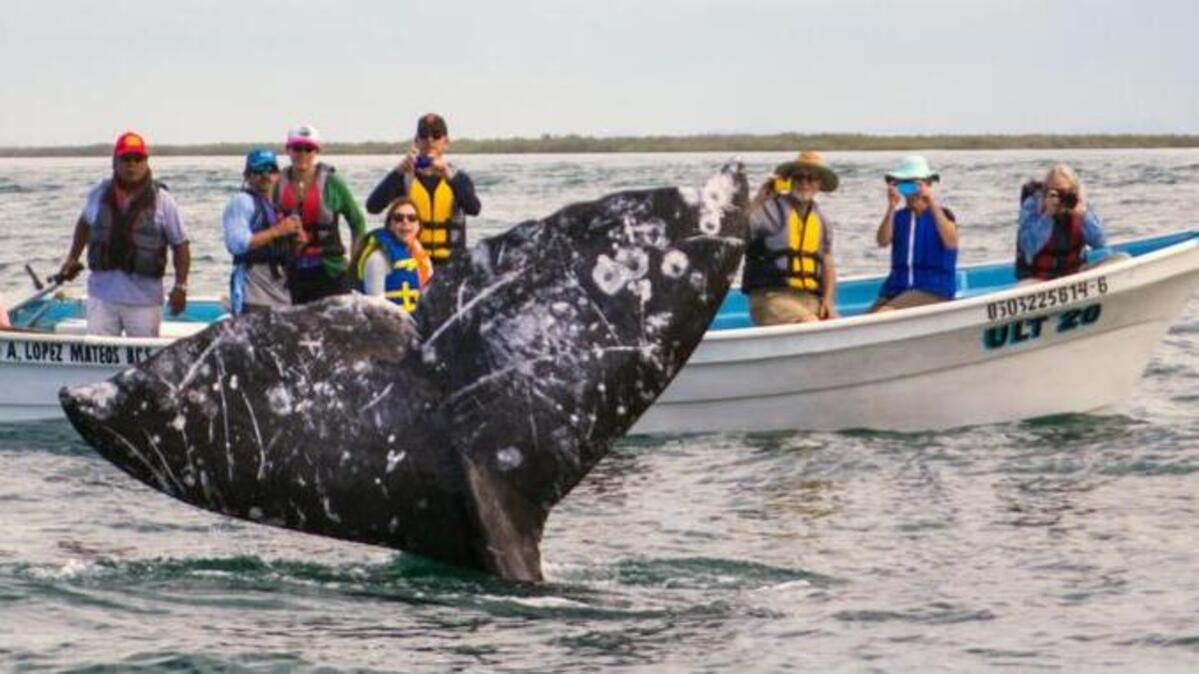 The iconic whale's flukes, or tails, are especially beautiful when they rise up.​
