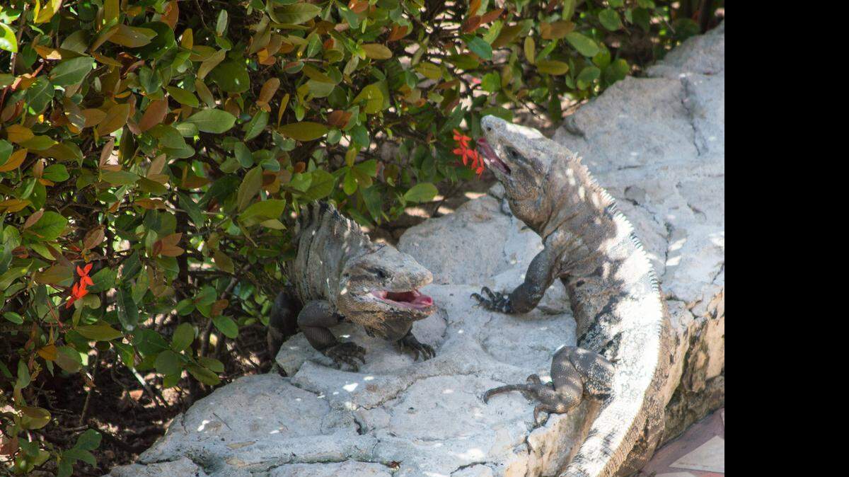 Two iguanas have a showdown at Zoetry Paraiso de la Bonita, a haven for wildlife.