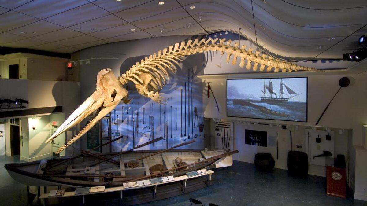 The skeleton of a sperm whale is displayed in the Nantucket Whaling Museum’s Gosnell Hall.