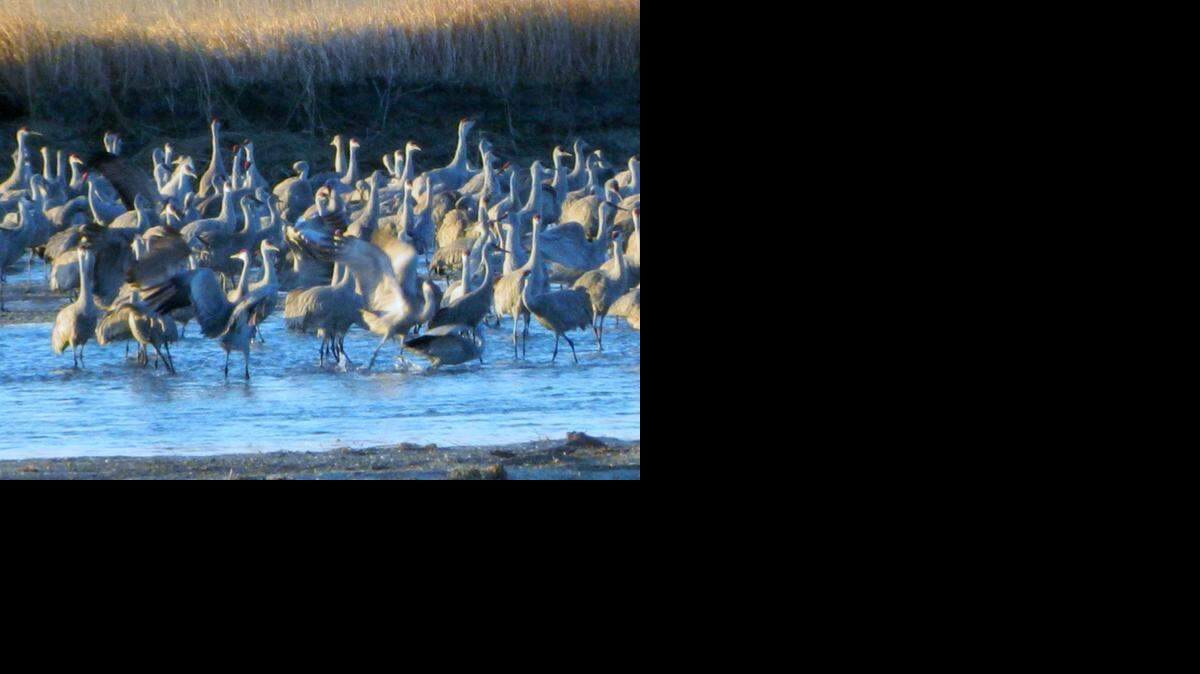 
The Sandhill Cranes congregating during their migration. 

