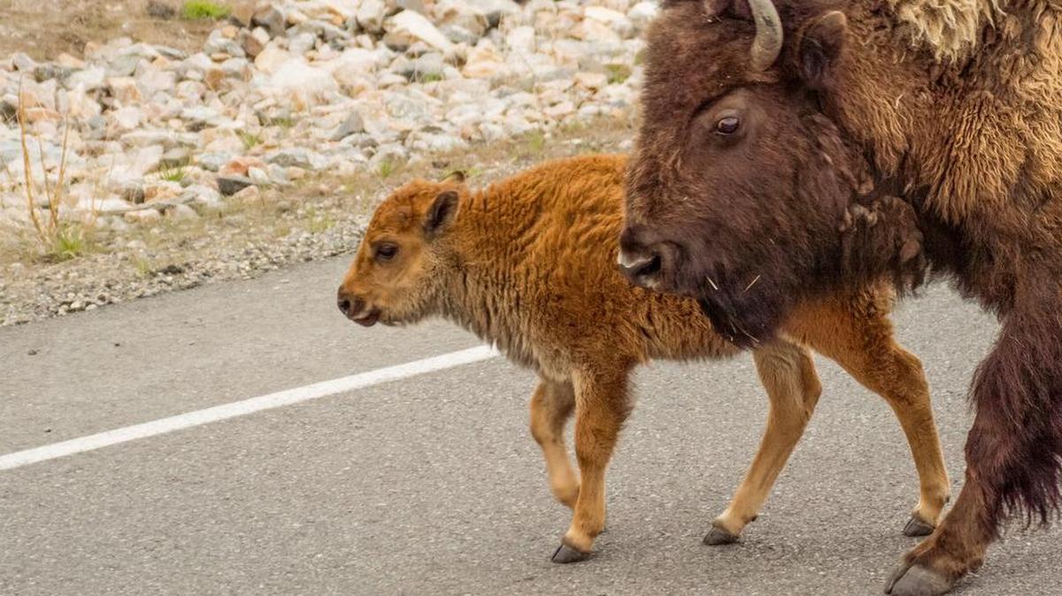 Bison often are on the road, even with their calves - happily motorists slow down and enjoy the sight.​