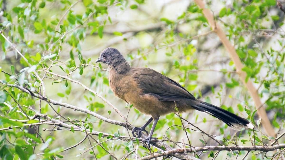 Chachalacas are one of the "signature" birds in Texas’ Rio Grande Valley. They are most commonly found in Mexico, and this is their most northern home.