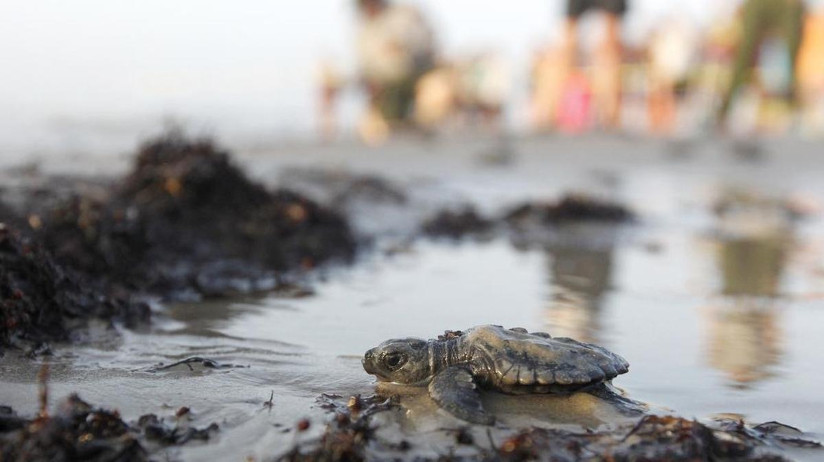 
 A Kemps ridley sea turtle makes its way to the Gulf of Mexico during a sea turtle hatchling release at the Padre Island National Seashore. 
