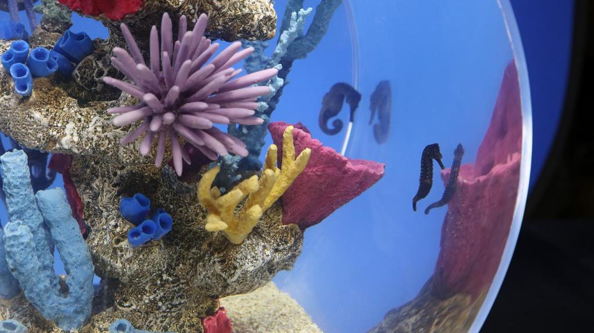 For a fur-free bowl game, tune in to Nat Geo Wild’s Fish Bowl XXL .