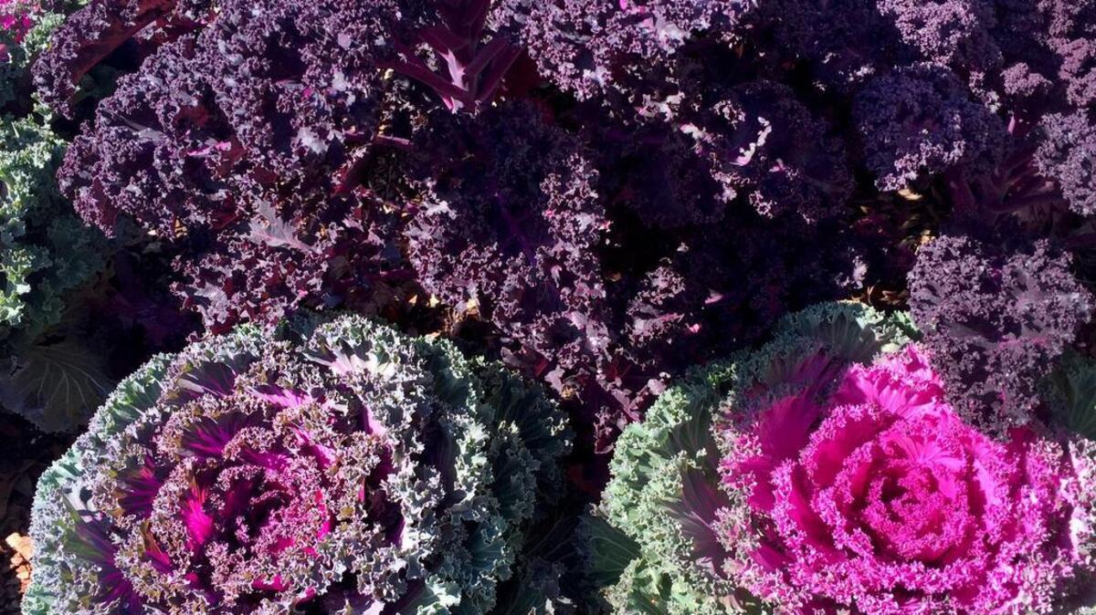 Redbor and red chidori kale add gorgeous color to garden landscapes. The former grows 2 to 3 feet tall, which makes it a great backdrop for shorter kales or a bed of pansies.