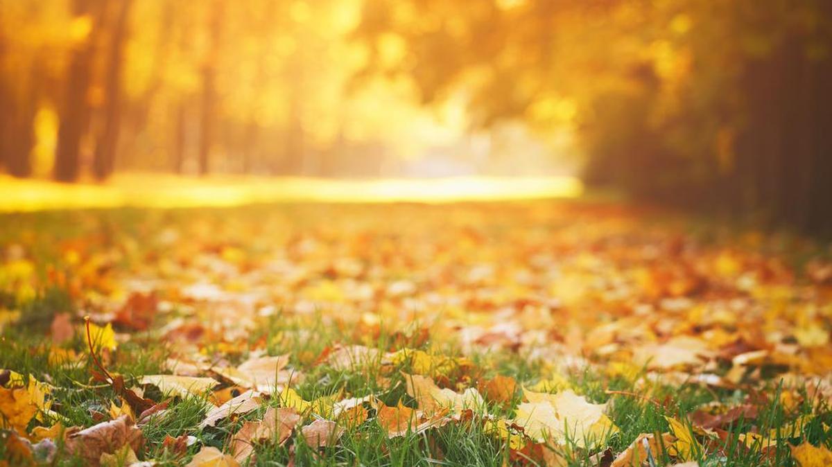 Programs at the Fort Worth Nature Center and Refuge and River Legacy Parks in Arlington will get you outdoors this weekend.