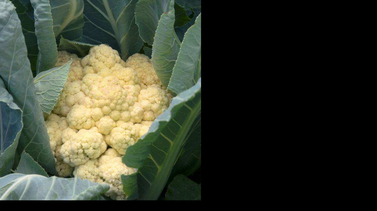 Cauliflower takes a little longer to the time of its harvest.