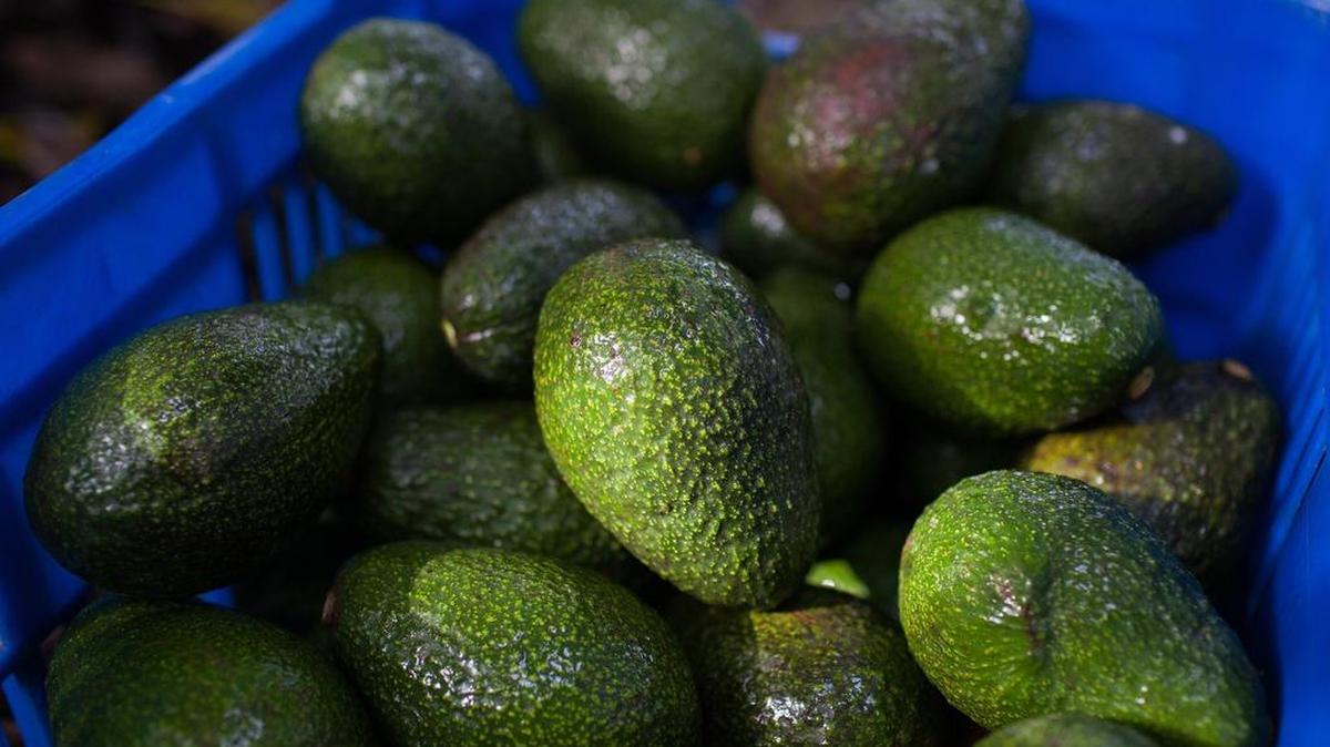 Avocados are great in summer recipes, but don’t let the dog have any.