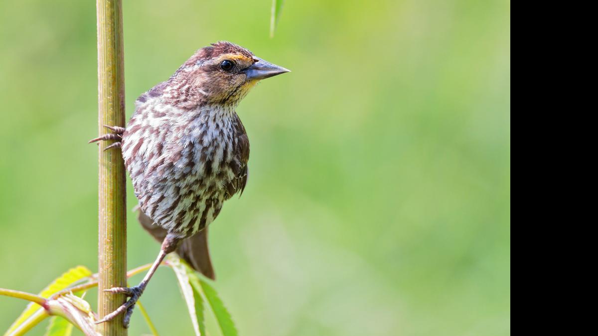 Take a bird-identification class July 11.