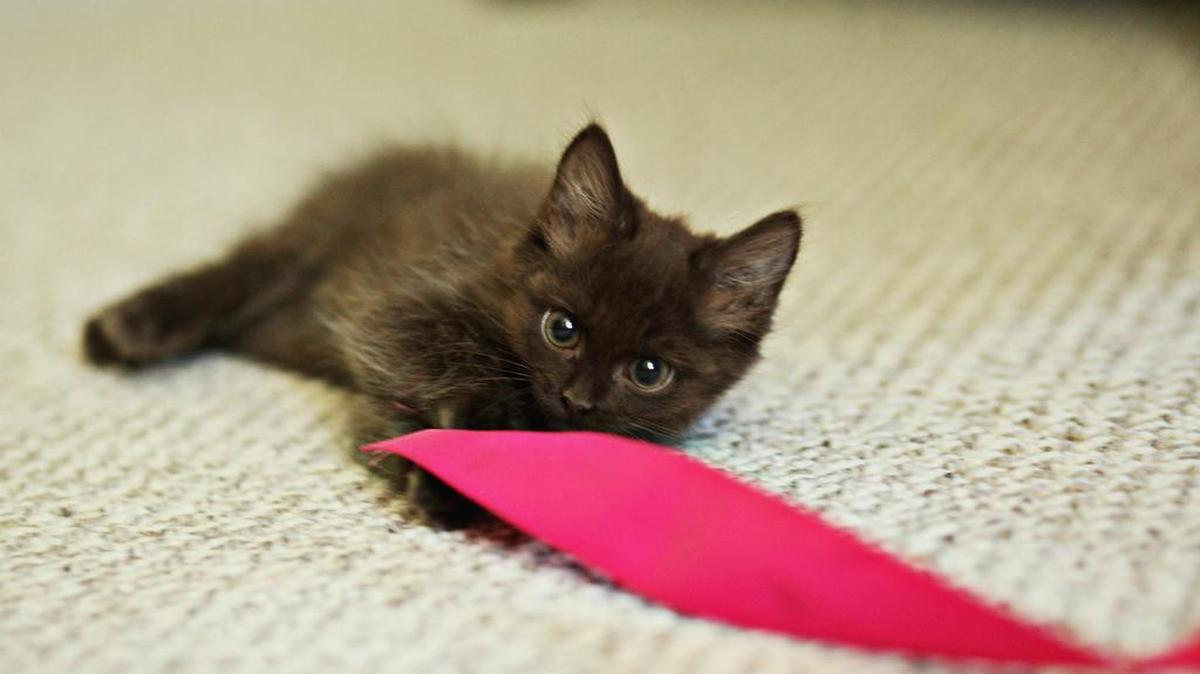 Cats and kittens love to unroll things.
