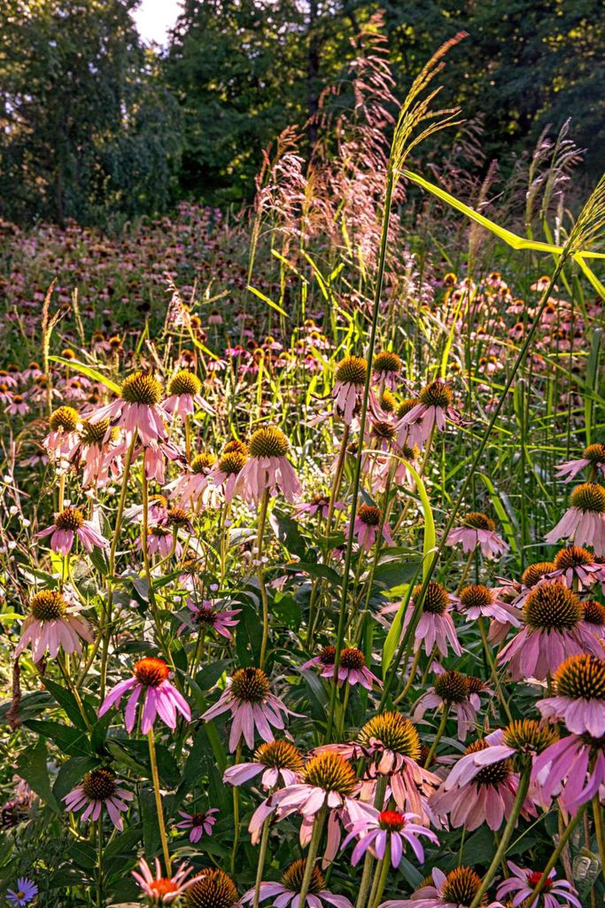 Having these coneflowers and black-eyed Susans in a kind of competition with each other makes for a lovely vista.