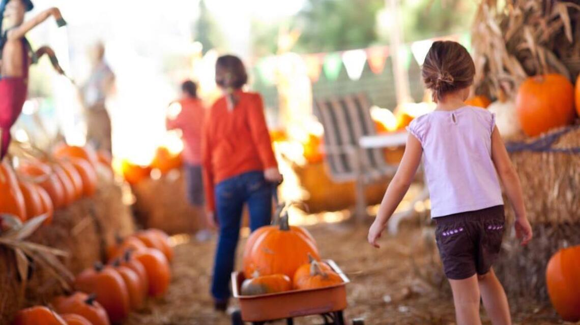 Where to find the best pumpkin patches in Dallas-Fort Worth