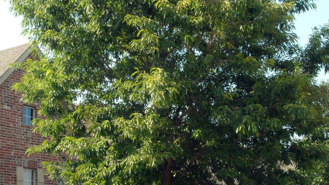 Chinquapin oak is one of our finest local shade trees.