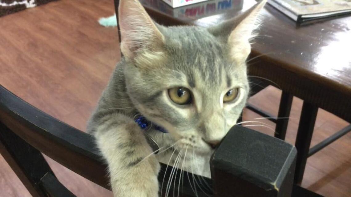 Customers can chill with coffee and a cat. Now that’s purr-fection