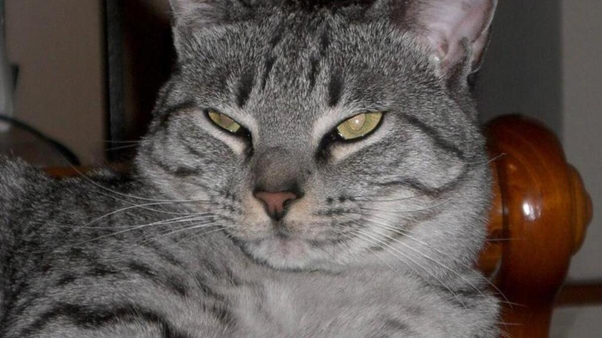 The Penningtons adopted Kitten as their first family cat.