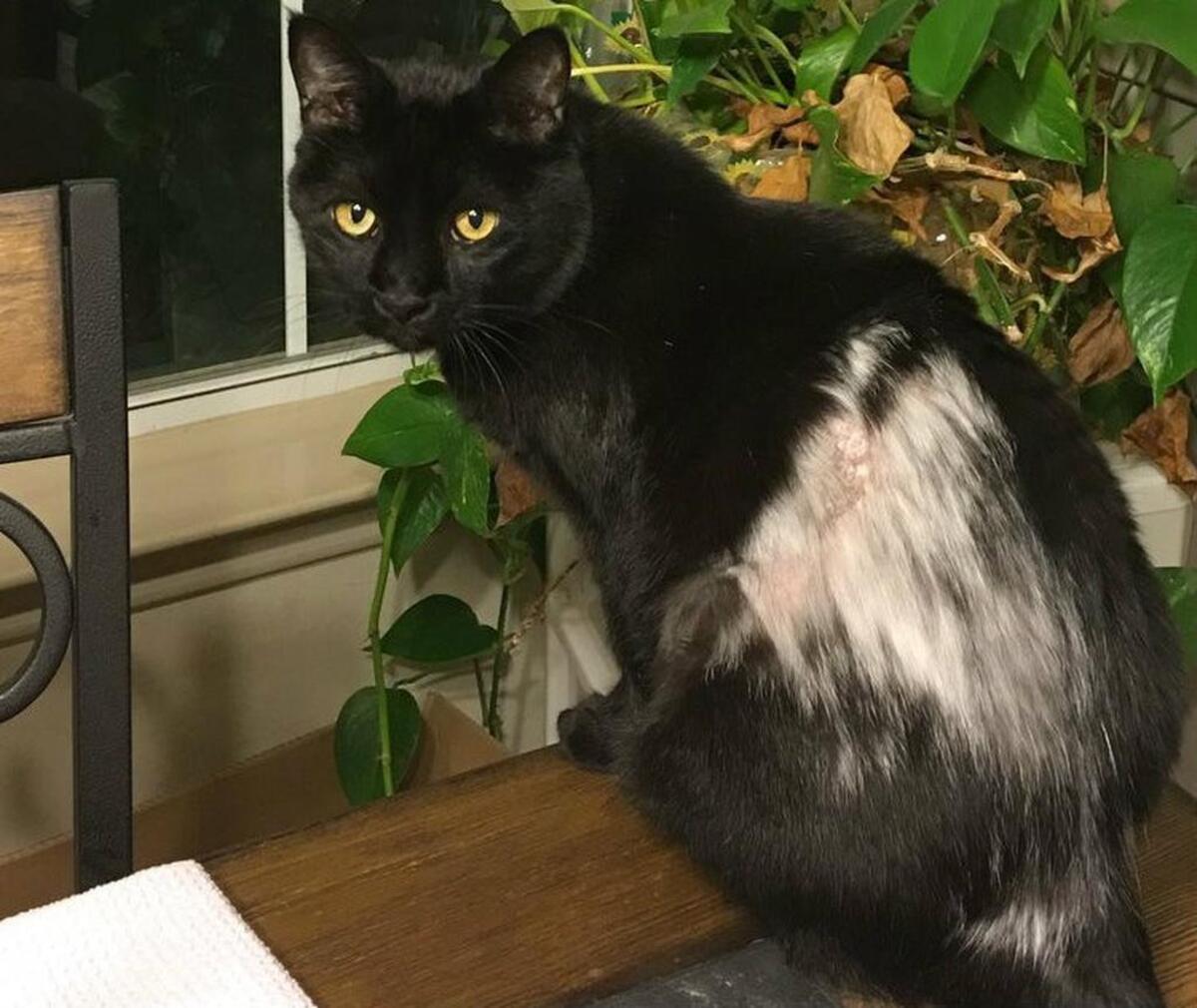 Nice Guy was a foster kitten who didn’t behave well at adoption events before the Penningtons gave him a forever home.