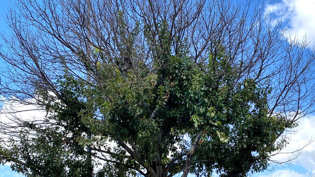A Shumard red oak sustained freeze damage. The tree needs to have its top trimmed.