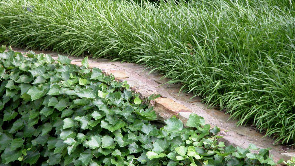 English ivy and liriope are used as groundcover where turf would be impossible.