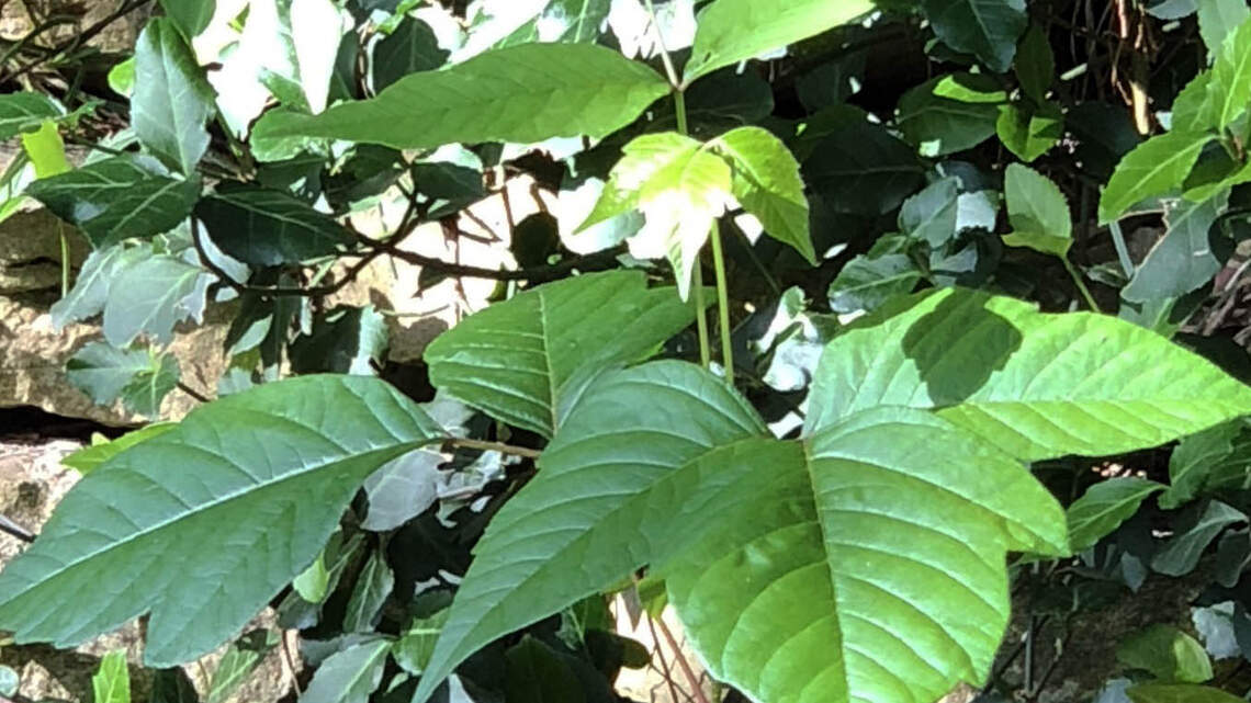 Spot poison ivy in Kansas? How to identify the plant, plus tips if you brush against it