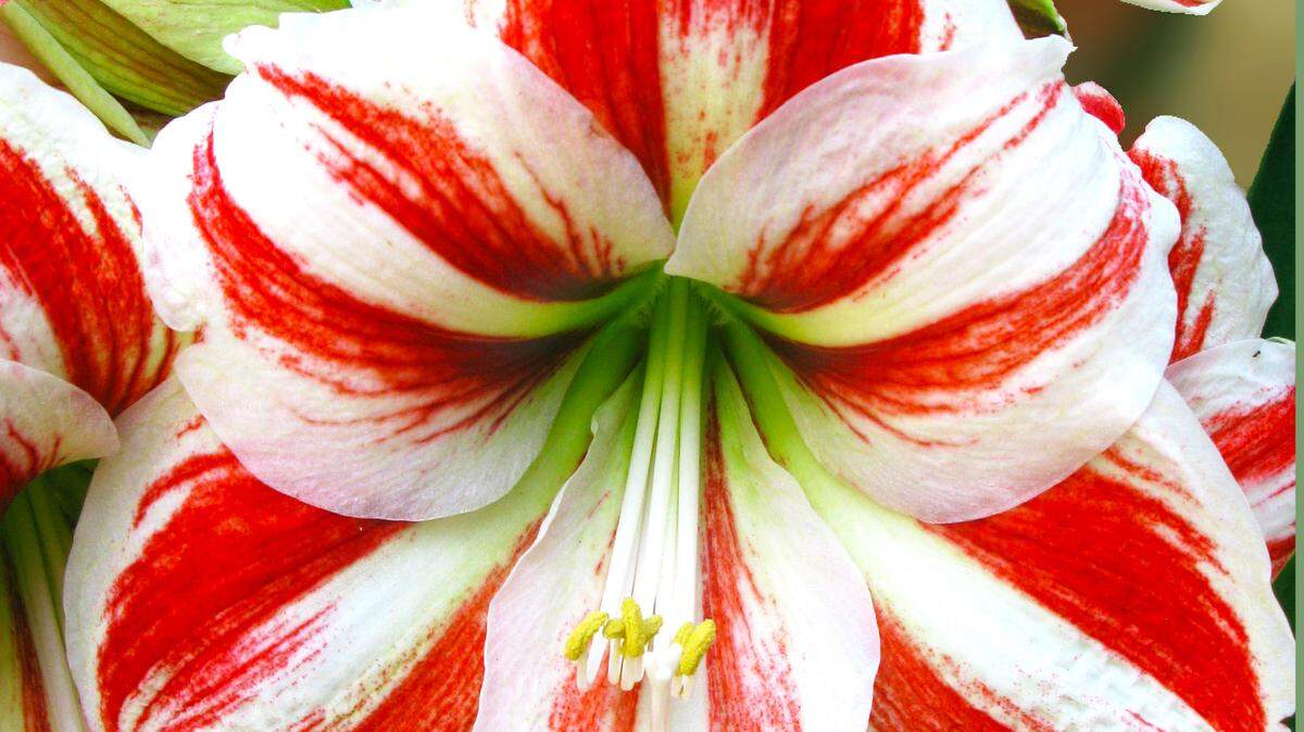 Christmas amaryllis is marginally cold-hardy in the Dallas-Fort Worth area.