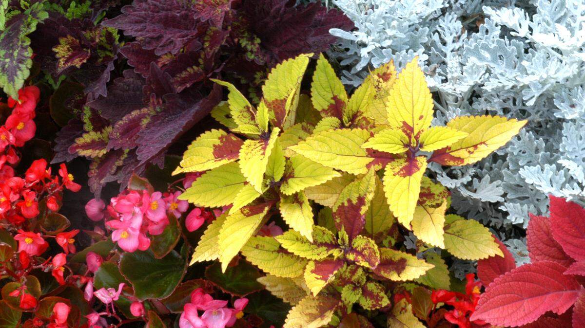 Annuals offer a good variety of color. All perennials have one peak season of bloom. For almost all of them, it will come over a two- or three-week period.