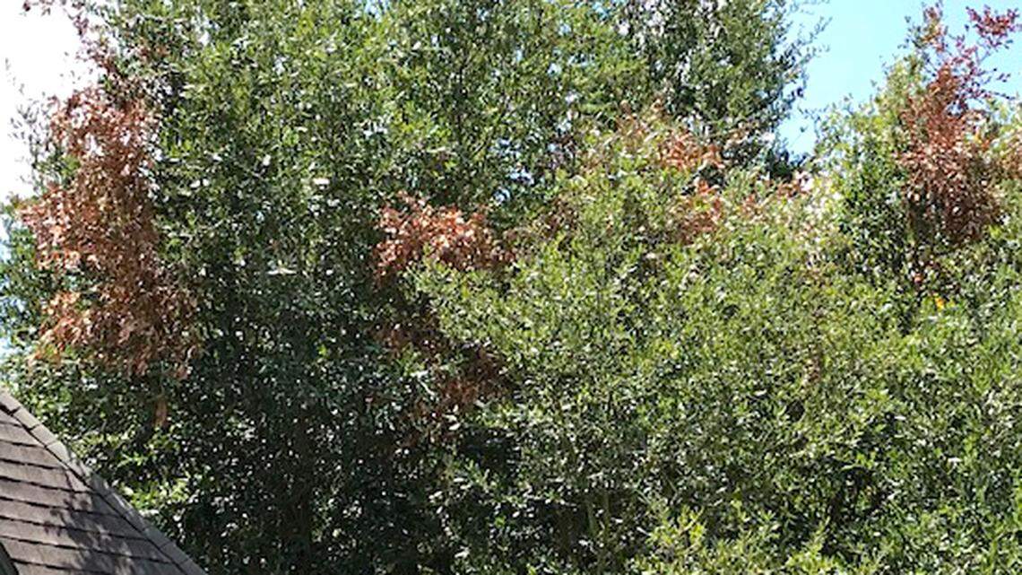 Sometimes the ends of branches of live oaks show damage. This is usually done by squirrels trying to sharpen their teeth.
