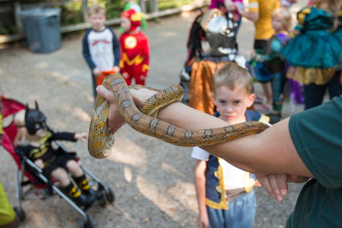Kids will get to see lots of animals at Boo at the Zoo.