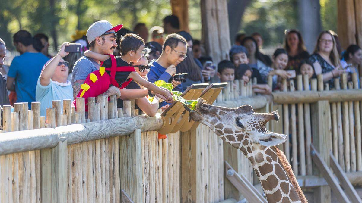 El evento Boo at the Zoo se ha convertido uno de los favoritos de las familias del Norte de Texas.