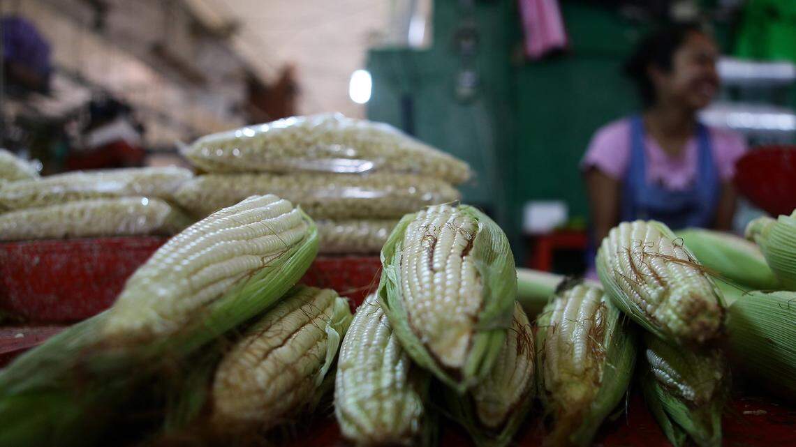 Publican decreto que protege al maíz nativo en México