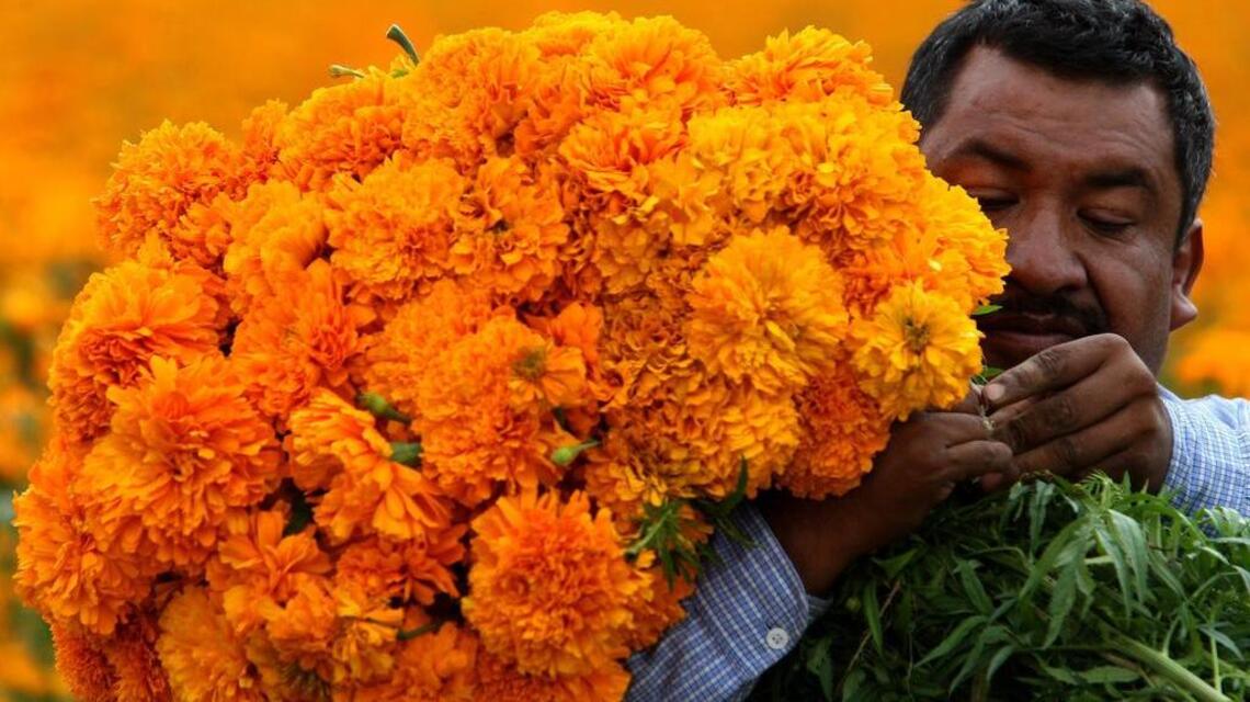 México importa la semilla de su tradicional flor para el Día de Muertos