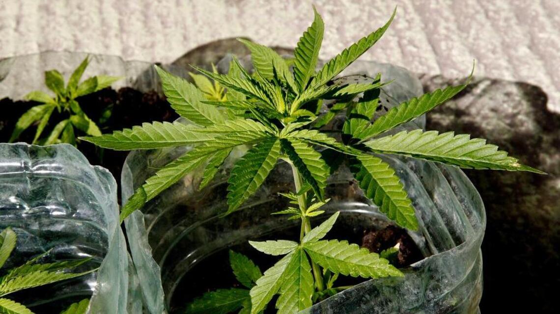 Trump amenaza la ola de legalización de la marihuana en diferentes estados