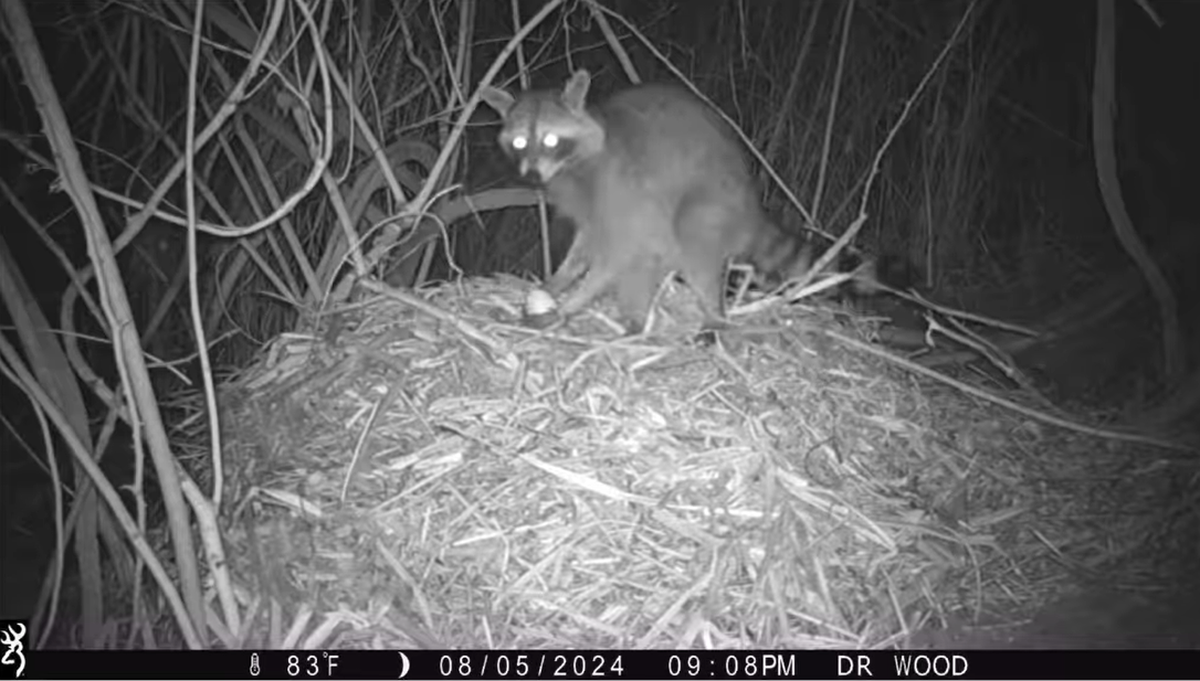 The egg thief.