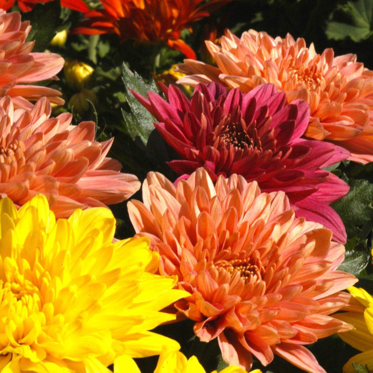 Chrysanthemums mixed.
