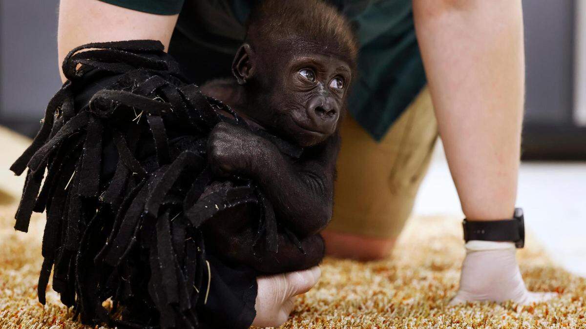 Jameela, the first gorilla born by Cesarean section at the Fort Worth Zoo, is successfully bonding with a surrogate mother at the Cleveland Metroparks Zoo after her transfer to that facility at the end of March.