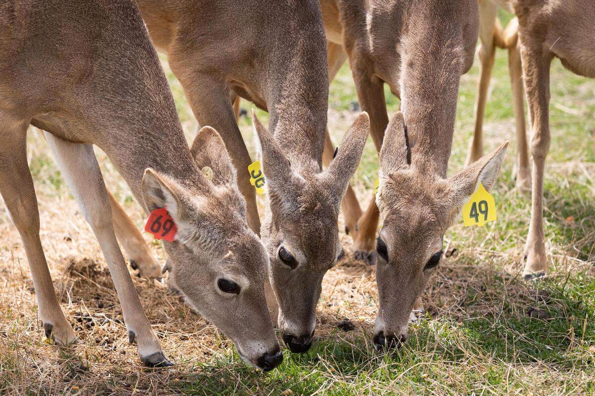 A deer on Robert Williams farm Monday, April 4, 2022, east of Dallas. Deer from the farm tested positive for Chronic wasting disease and now Williams is fighting the Texas Parks and Wildlife order to kill the rest of the herd.