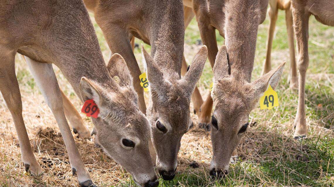Deer on Robert Williams’ farm, RW Trophy Ranch east of Dallas, on Monday, April 4, 2022. A number of deer from the farm tested positive for chronic wasting disease and Williams is fighting the Texas Parks and Wildlife order to kill the rest of the herd.