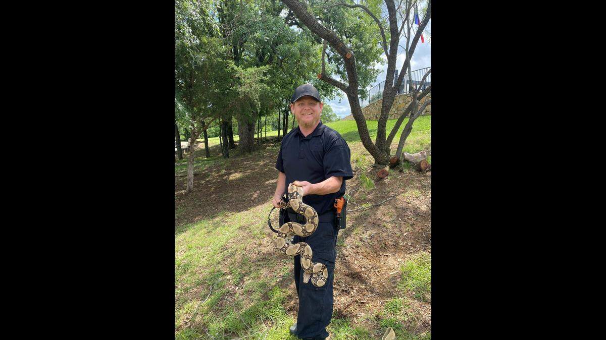 A 6-foot-long red-tailed boa constrictor was rescued from Veterans Park by Arlington Animal Services employees on April 23. The reptile appears to be well cared for and may have escaped from its owner, officials say.